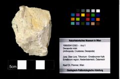 Foto (Objekt + Etikett) von Decapoda indet.  (NHMW-GEO-1990-0041-2583)